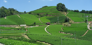 Wazuka tea