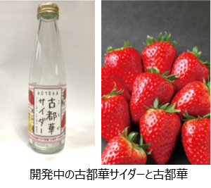 開発中の古都華サイダーと古都華