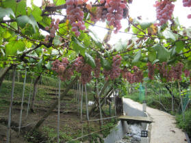 Katashimo Winery